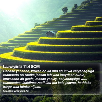 Laawiyiintii 11:4 SOM Bible Verse Image