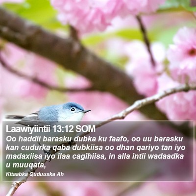 Laawiyiintii 13:12 SOM Bible Verse Image