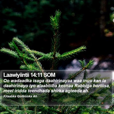 Laawiyiintii 14:11 SOM Bible Verse Image