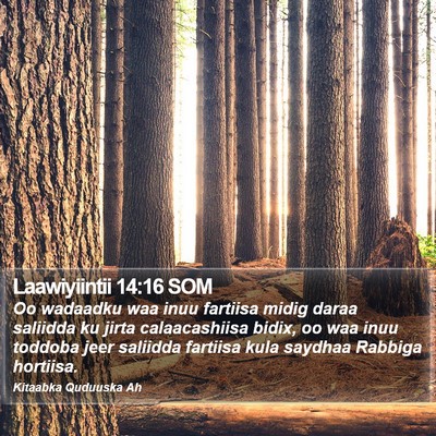 Laawiyiintii 14:16 SOM Bible Verse Image