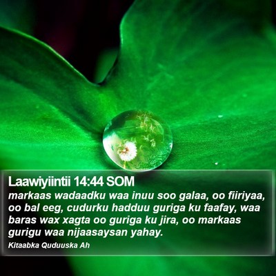 Laawiyiintii 14:44 SOM Bible Verse Image
