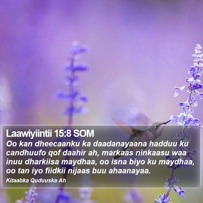 Laawiyiintii 15:8 SOM Bible Verse Image