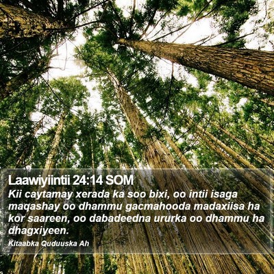 Laawiyiintii 24:14 SOM Bible Verse Image