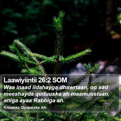 Laawiyiintii 26:2 SOM Bible Verse Image