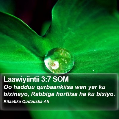 Laawiyiintii 3:7 SOM Bible Verse Image