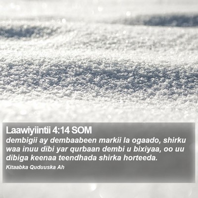 Laawiyiintii 4:14 SOM Bible Verse Image