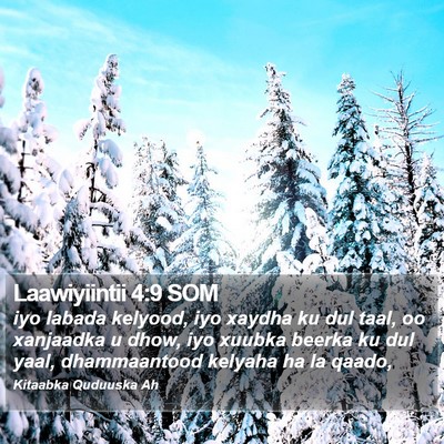Laawiyiintii 4:9 SOM Bible Verse Image