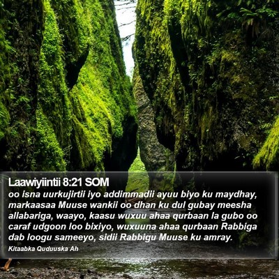Laawiyiintii 8:21 SOM Bible Verse Image