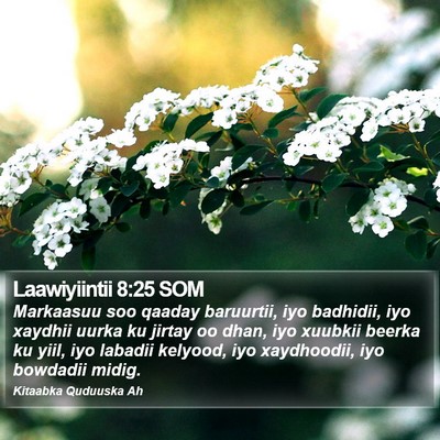 Laawiyiintii 8:25 SOM Bible Verse Image