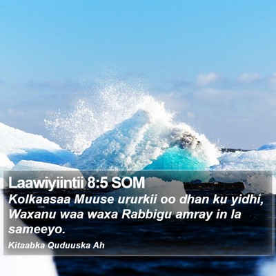 Laawiyiintii 8:5 SOM Bible Verse Image