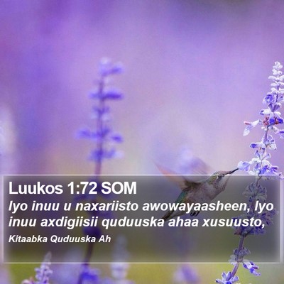 Luukos 1:72 SOM Bible Verse Image