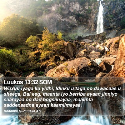 Luukos 13:32 SOM Bible Verse Image