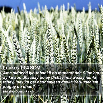 Luukos 13:4 SOM Bible Verse Image