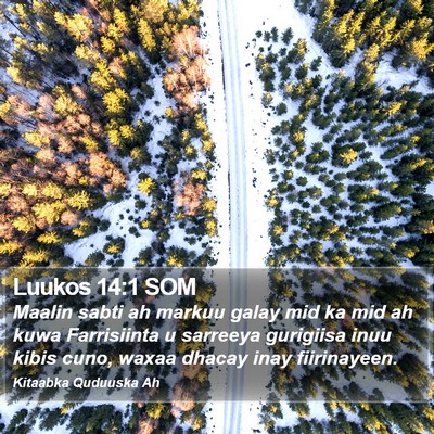 Luukos 14:1 SOM Bible Verse Image