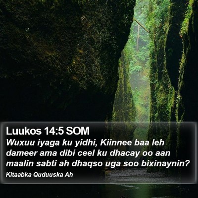 Luukos 14:5 SOM Bible Verse Image