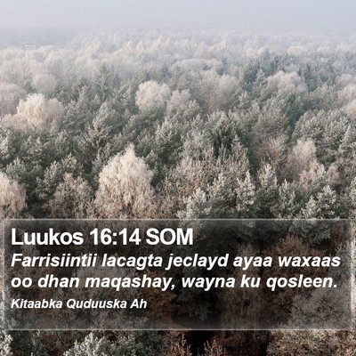 Luukos 16:14 SOM Bible Verse Image