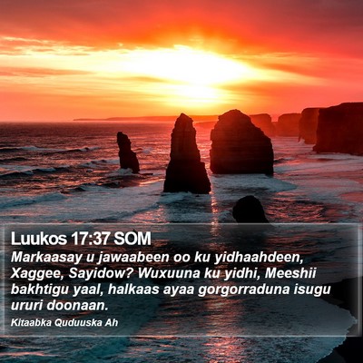 Luukos 17:37 SOM Bible Verse Image