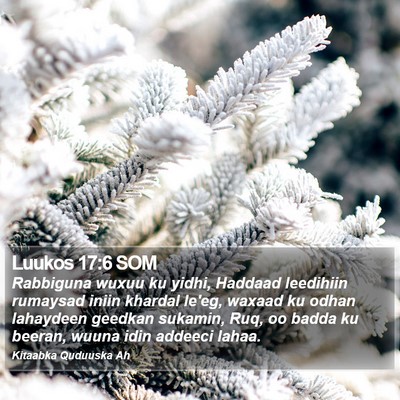 Luukos 17:6 SOM Bible Verse Image