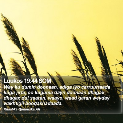 Luukos 19:44 SOM Bible Verse Image