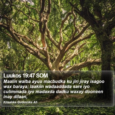 Luukos 19:47 SOM Bible Verse Image