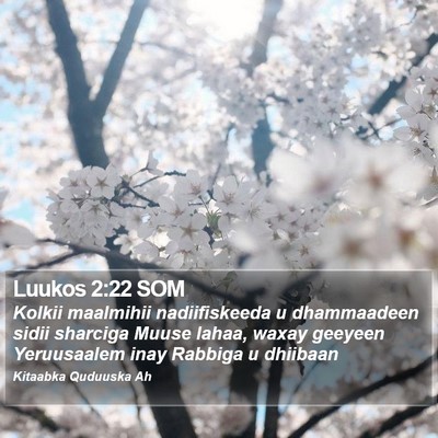 Luukos 2:22 SOM Bible Verse Image
