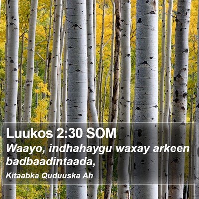 Luukos 2:30 SOM Bible Verse Image