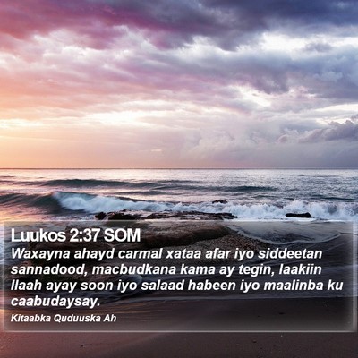 Luukos 2:37 SOM Bible Verse Image