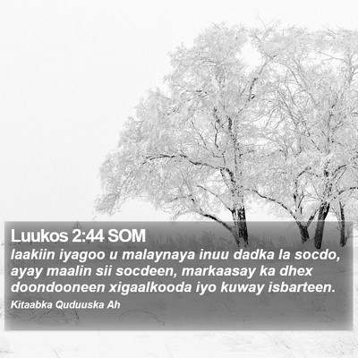 Luukos 2:44 SOM Bible Verse Image