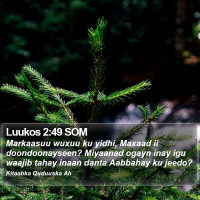Luukos 2:49 SOM Bible Verse Image