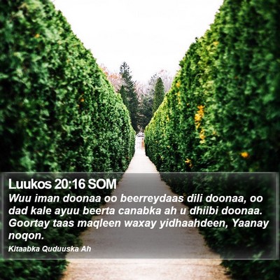 Luukos 20:16 SOM Bible Verse Image