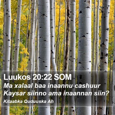 Luukos 20:22 SOM Bible Verse Image