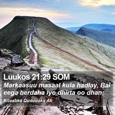 Luukos 21:29 SOM Bible Verse Image