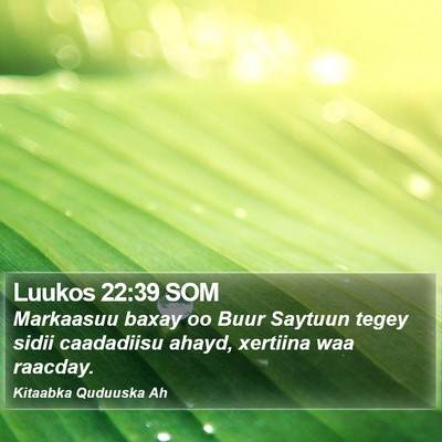 Luukos 22:39 SOM Bible Verse Image