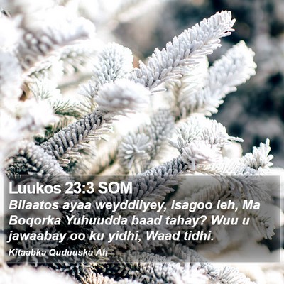 Luukos 23:3 SOM Bible Verse Image