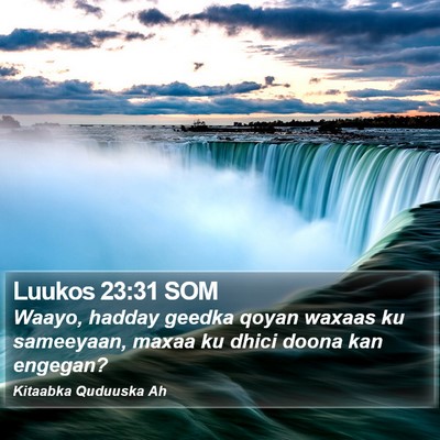 Luukos 23:31 SOM Bible Verse Image
