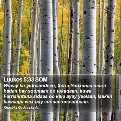 Luukos 5:33 SOM Bible Verse Image