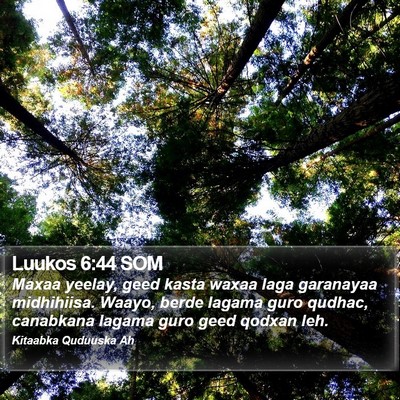Luukos 6:44 SOM Bible Verse Image