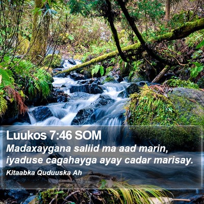 Luukos 7:46 SOM Bible Verse Image