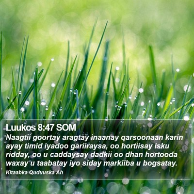 Luukos 8:47 SOM Bible Verse Image