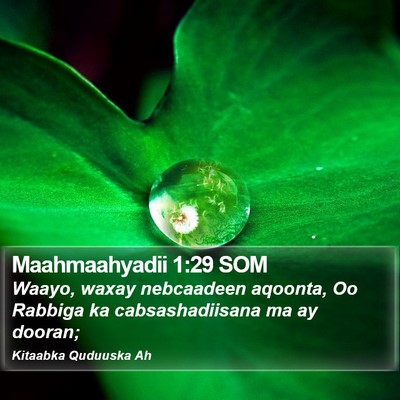 Maahmaahyadii 1:29 SOM Bible Verse Image