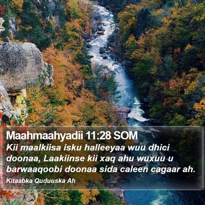 Maahmaahyadii 11:28 SOM Bible Verse Image