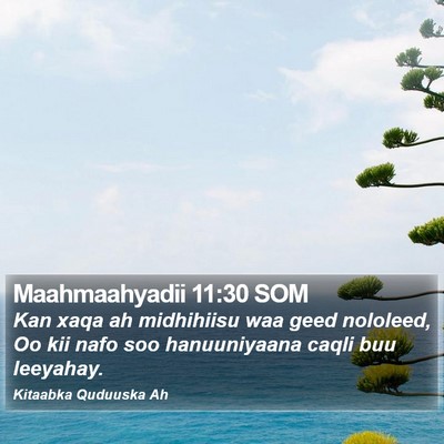 Maahmaahyadii 11:30 SOM Bible Verse Image