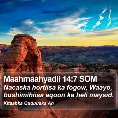 Maahmaahyadii 14:7 SOM Bible Verse Image