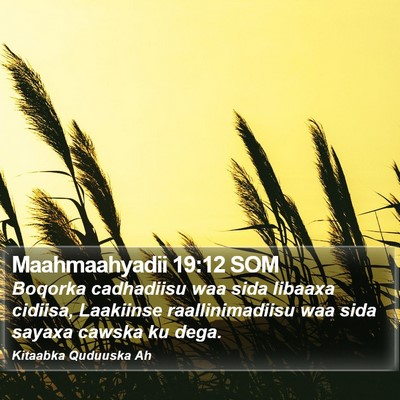 Maahmaahyadii 19:12 SOM Bible Verse Image