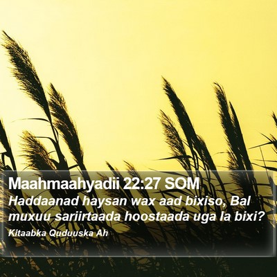 Maahmaahyadii 22:27 SOM Bible Verse Image
