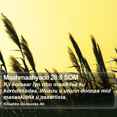 Maahmaahyadii 28:8 SOM Bible Verse Image