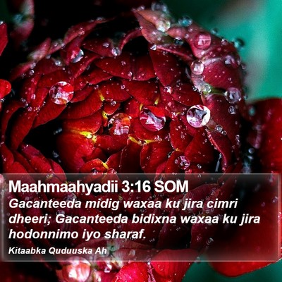 Maahmaahyadii 3:16 SOM Bible Verse Image