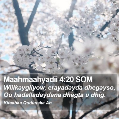 Maahmaahyadii 4:20 SOM Bible Verse Image