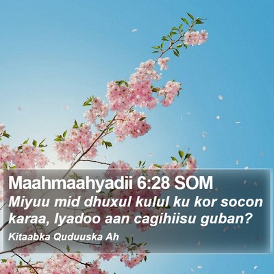 Maahmaahyadii 6:28 SOM Bible Verse Image
