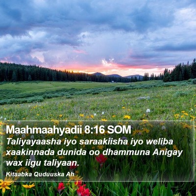 Maahmaahyadii 8:16 SOM Bible Verse Image